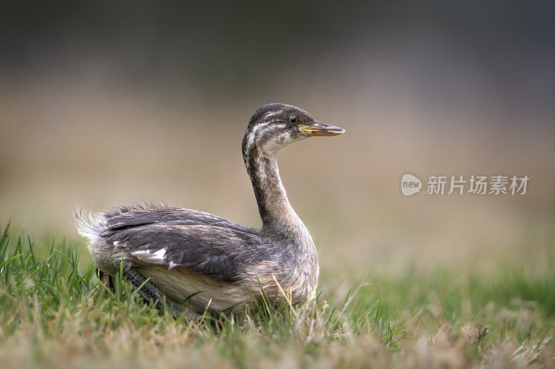 澳大拉西亚鸊鷉（Tachybaptus novaehollandiae - Stevografix）